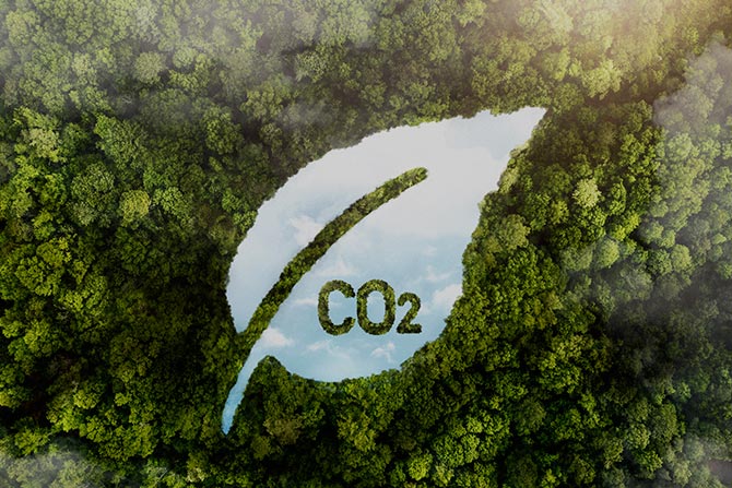 huella-de-carbono-bosque