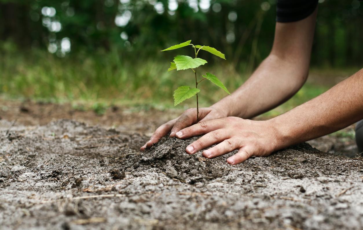 reforestacion